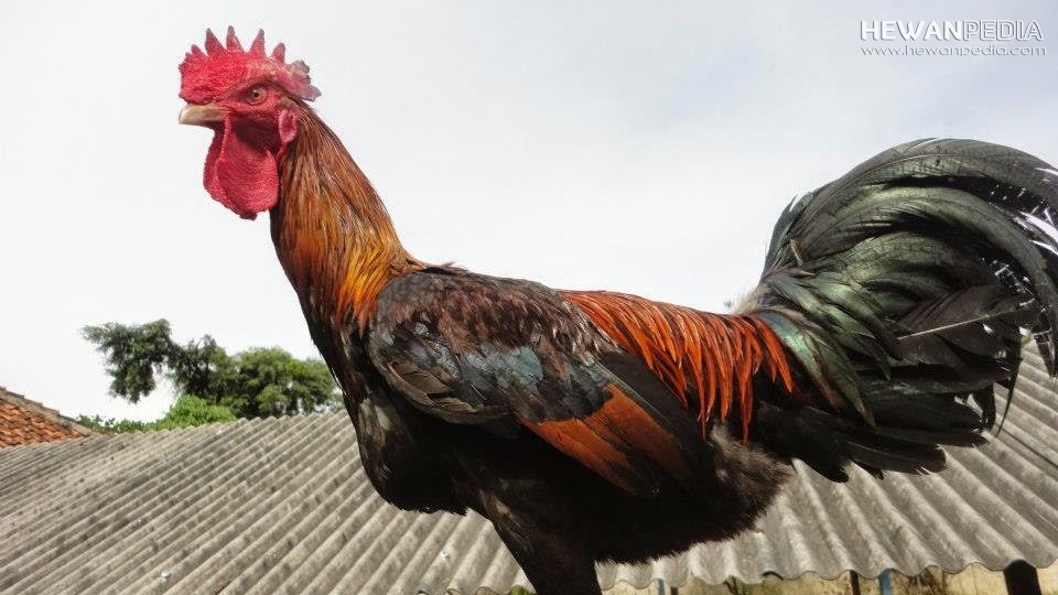 Detail Ayam Bangkok Tak Terkalahkan Nomer 25