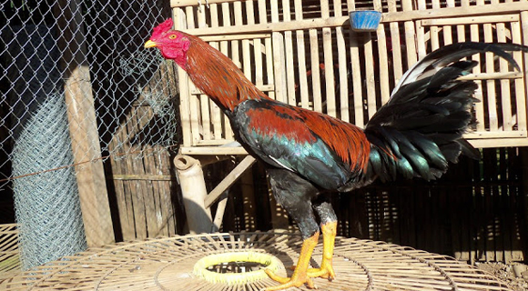Detail Ayam Bangkok Tak Terkalahkan Nomer 34