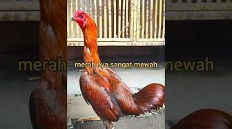 Detail Ayam Bangkok Tak Terkalahkan Nomer 40