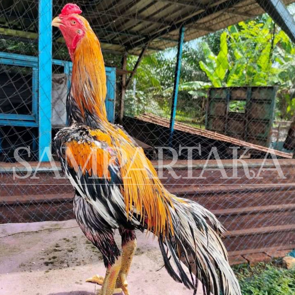 Detail Ayam Bangkok Tak Terkalahkan Nomer 46