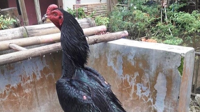 Detail Ayam Bangkok Tak Terkalahkan Nomer 47