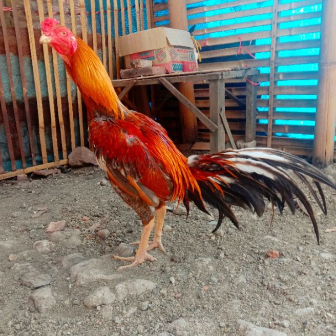 Detail Ayam Bangkok Wangkas Emas Nomer 18