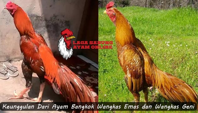 Detail Ayam Bangkok Wangkas Emas Nomer 23