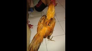 Detail Ayam Bangkok Wangkas Emas Nomer 25