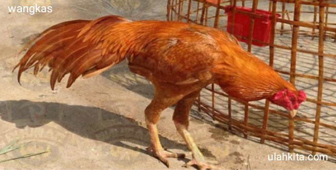 Detail Ayam Bangkok Wangkas Emas Nomer 45