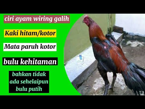 Detail Ayam Bangkok Wiring Galih Nomer 50