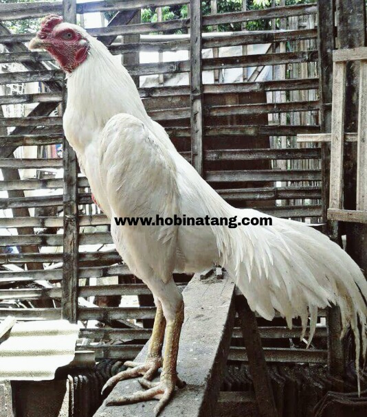 Detail Ayam Bangkok Wiring Galih Nomer 54