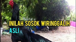 Detail Ayam Bangkok Wiring Galih Tembus Nomer 54