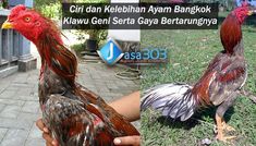 Detail Ayam Bangkok Wiring Geni Nomer 23