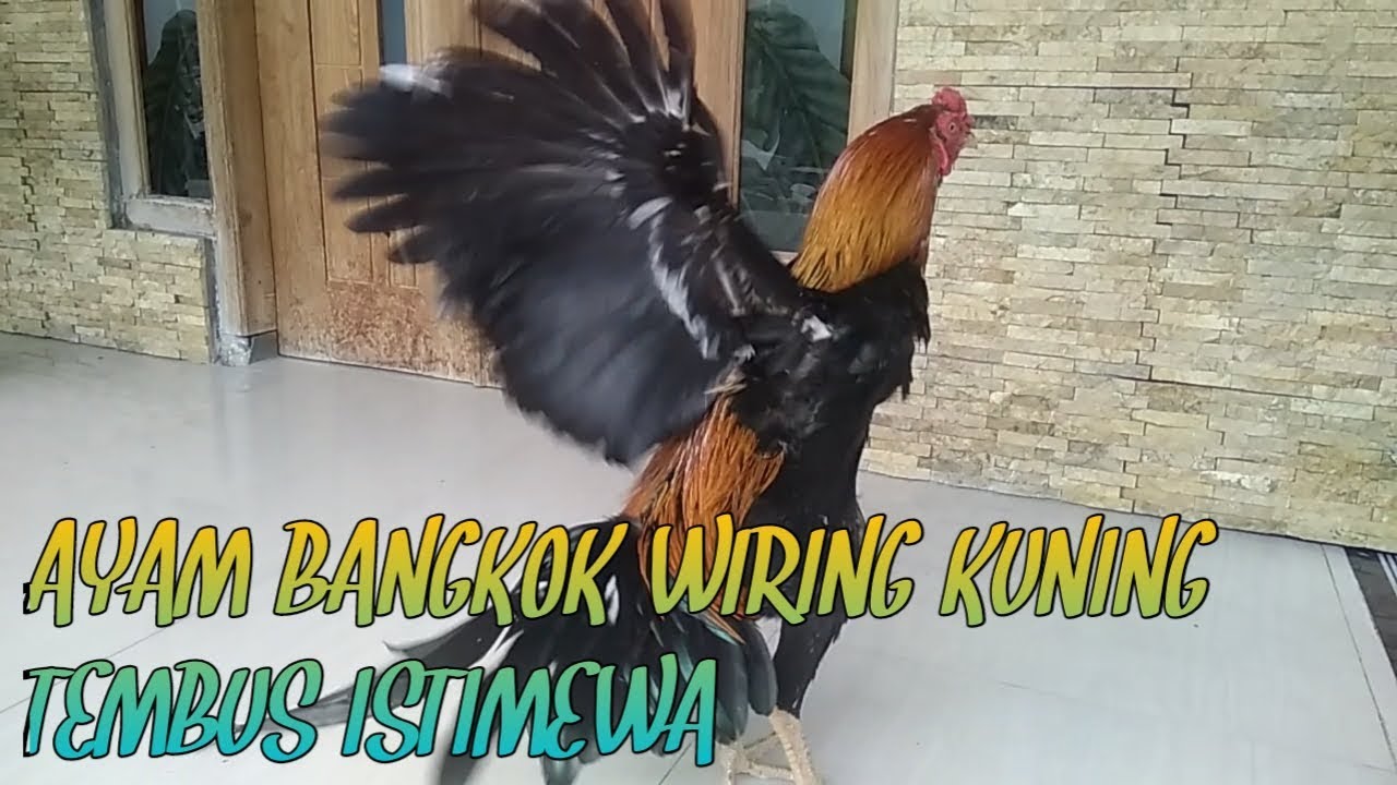 Detail Ayam Bangkok Wiring Kuning Nomer 52