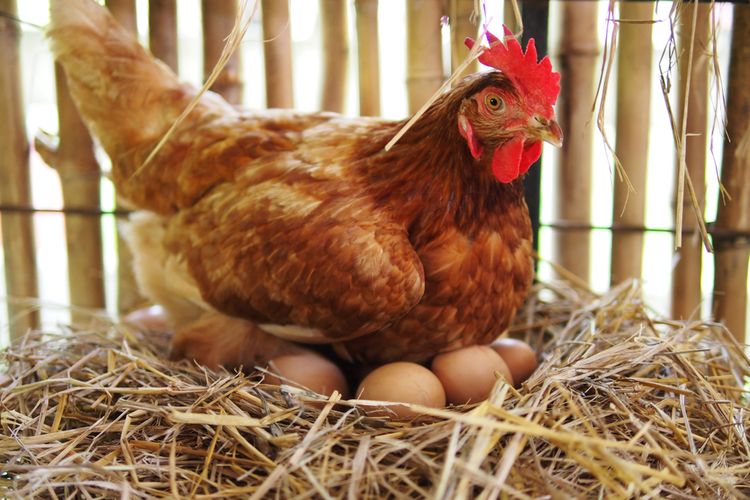 Detail Ayam Berkembang Biak Nomer 11