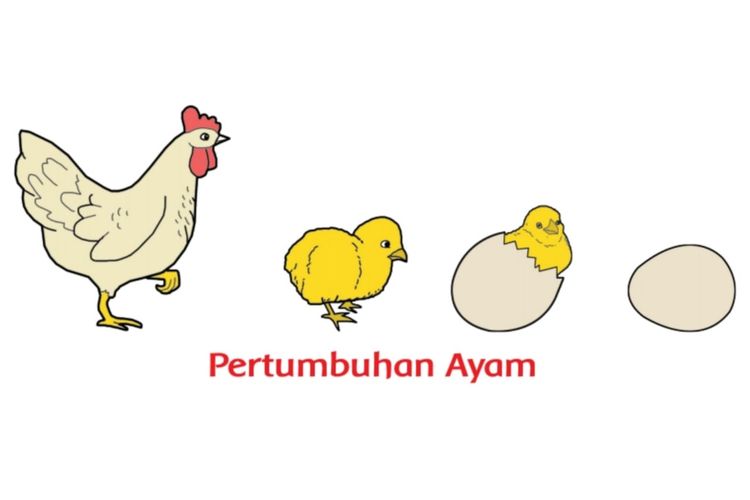 Detail Ayam Berkembang Biak Nomer 16