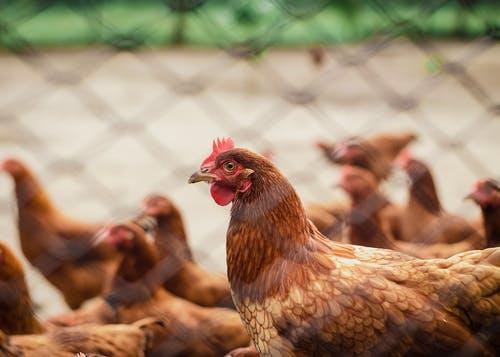 Detail Ayam Berkembang Biak Nomer 23