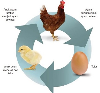 Detail Ayam Berkembang Biak Nomer 25