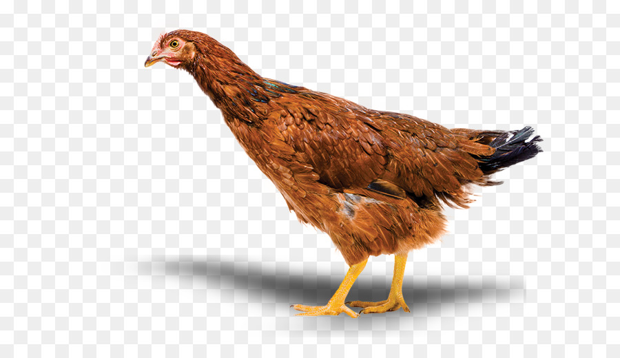 Detail Ayam Berkembang Biak Nomer 33