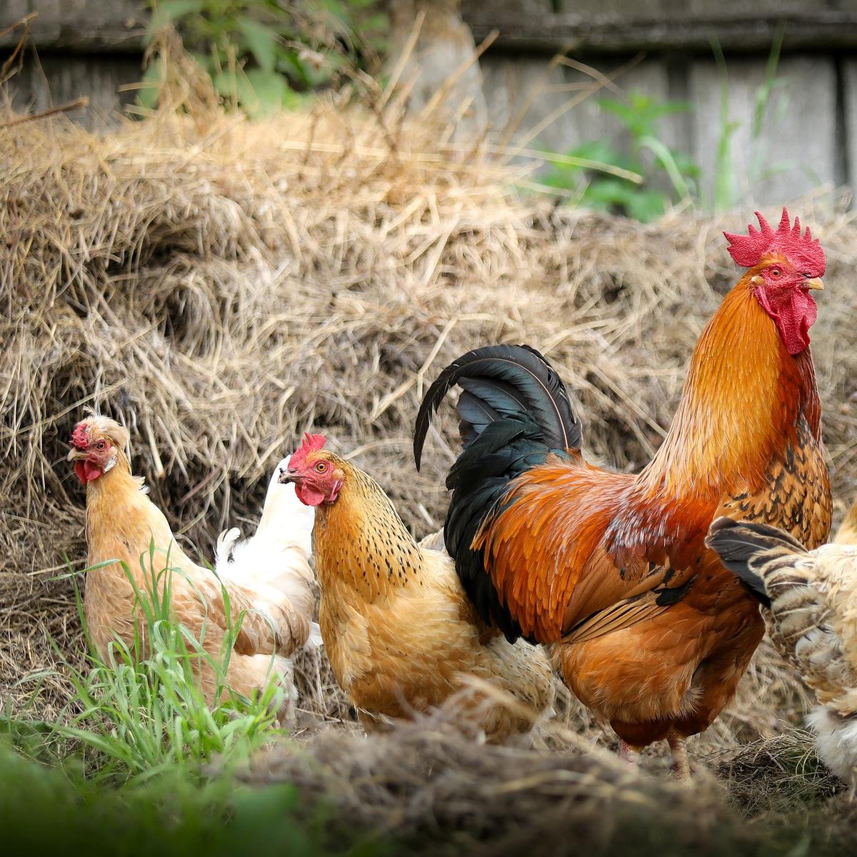 Detail Ayam Berkembang Biak Nomer 37