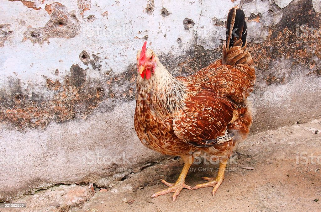 Detail Ayam Berkembang Biak Nomer 39