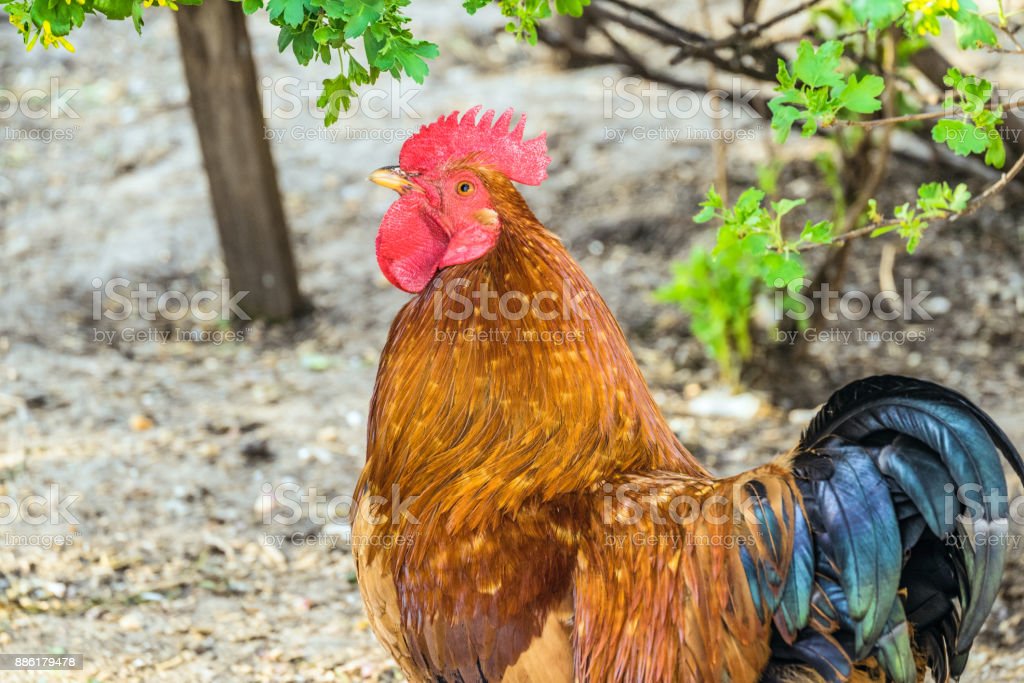Detail Ayam Berkembang Biak Nomer 47