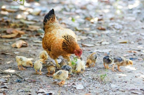 Detail Ayam Berkembang Biak Nomer 52