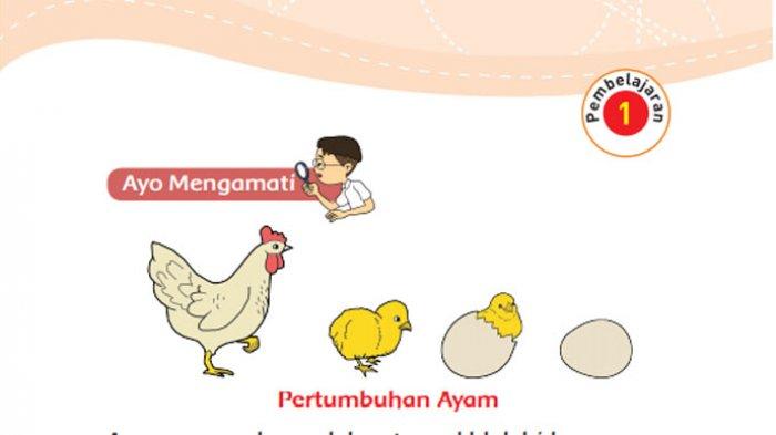 Detail Ayam Berkembang Biak Nomer 9