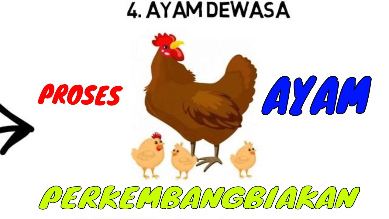 Detail Ayam Berkembang Biak Nomer 10