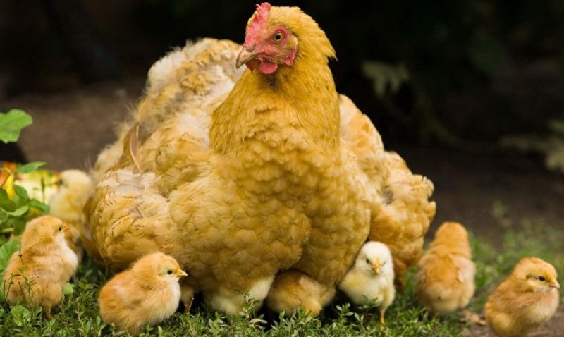 Detail Ayam Berkembang Biak Dengan Nomer 17