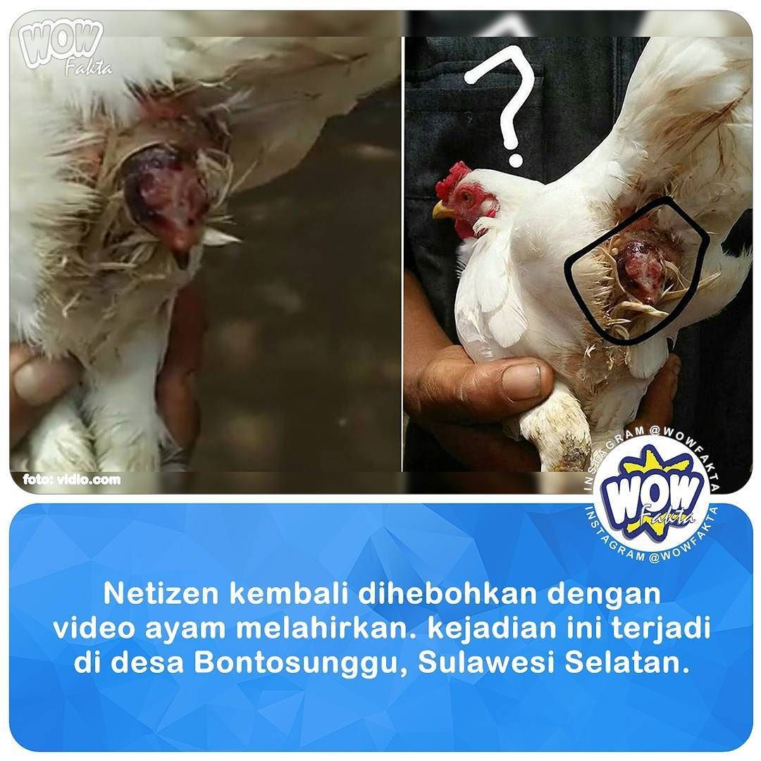 Detail Ayam Berkembang Biak Dengan Nomer 5