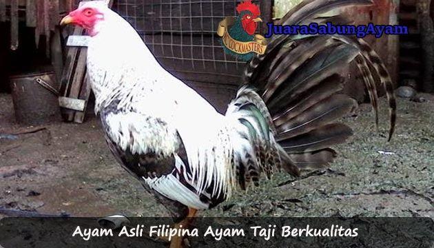 Detail Ayam Betet Asli Nomer 47