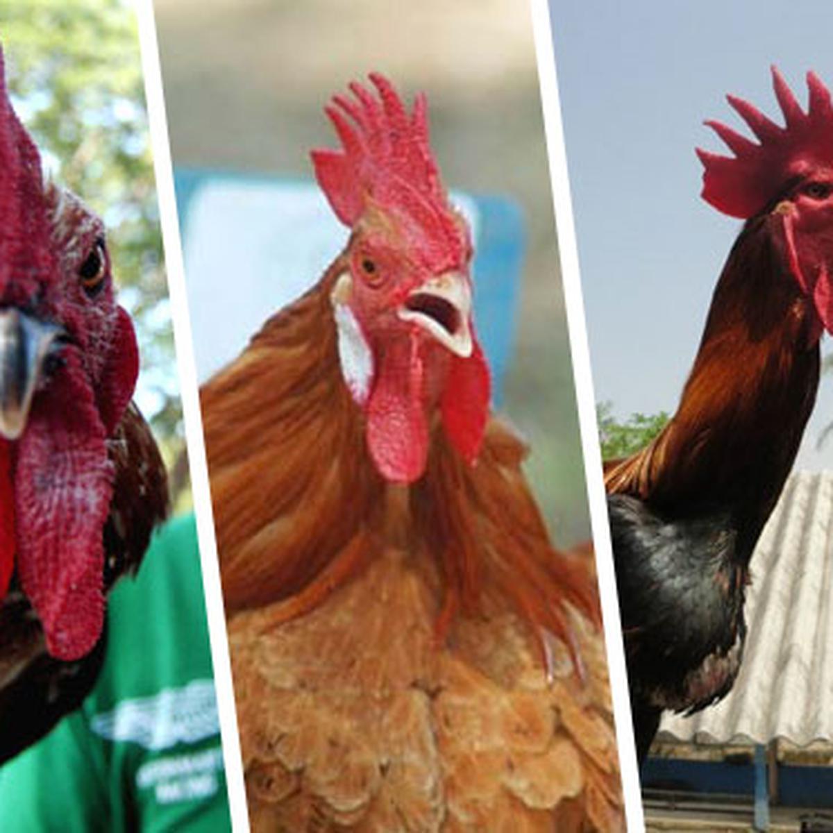 Detail Ayam Betet Peru Nomer 22