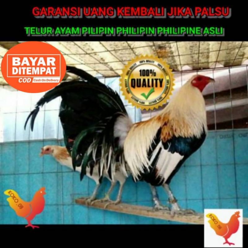 Detail Ayam Betet Peru Nomer 25