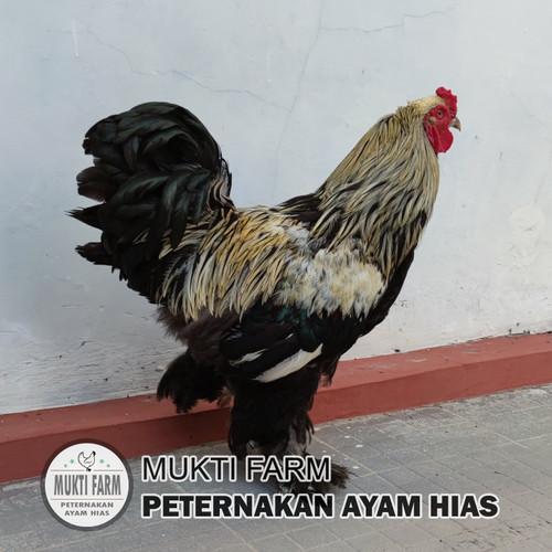 Detail Ayam Brahma Hitam Nomer 37