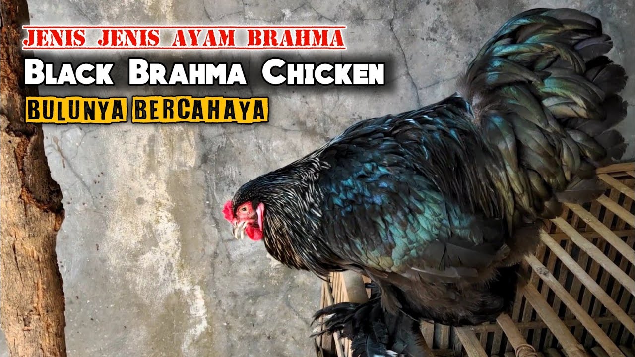 Detail Ayam Brahma Hitam Nomer 8