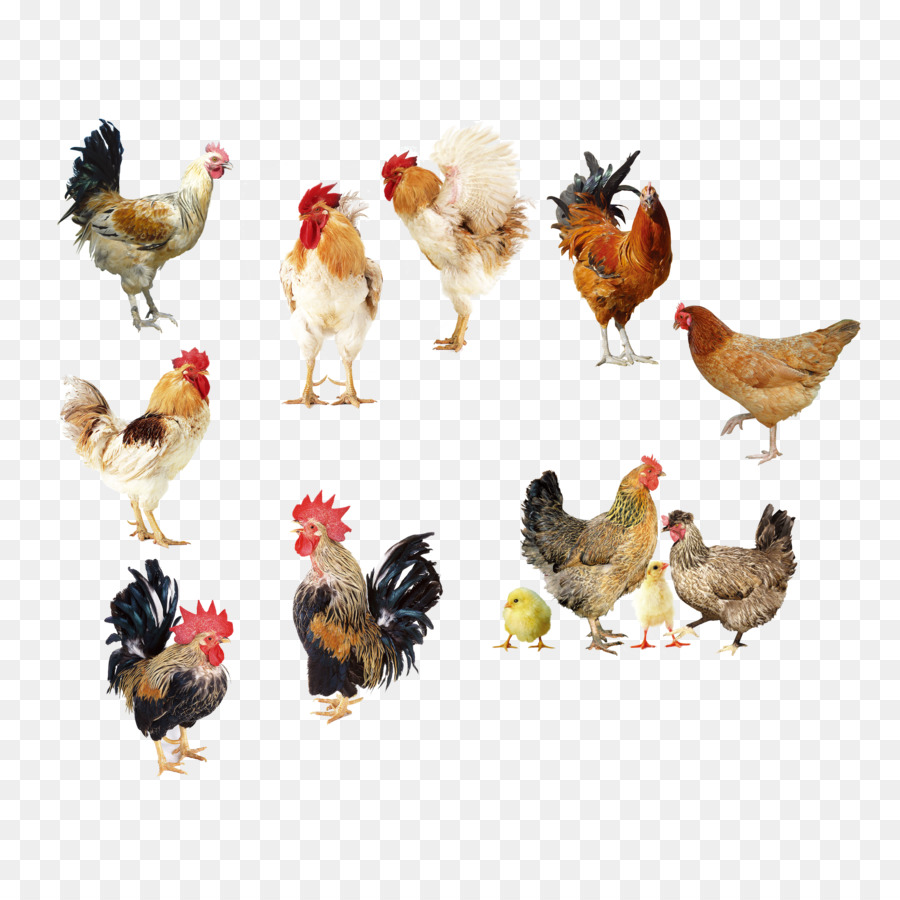 Detail Ayam Broiler Png Nomer 49