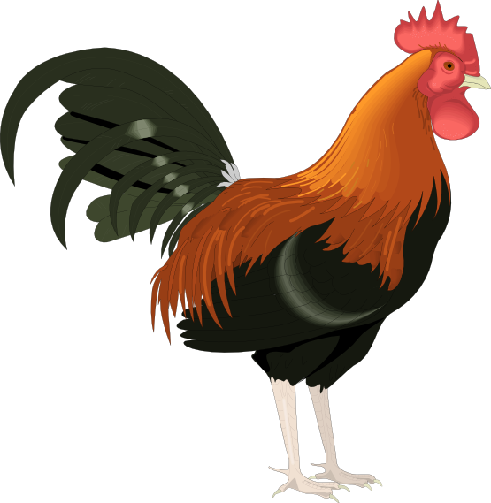 Detail Ayam Clip Art Nomer 3