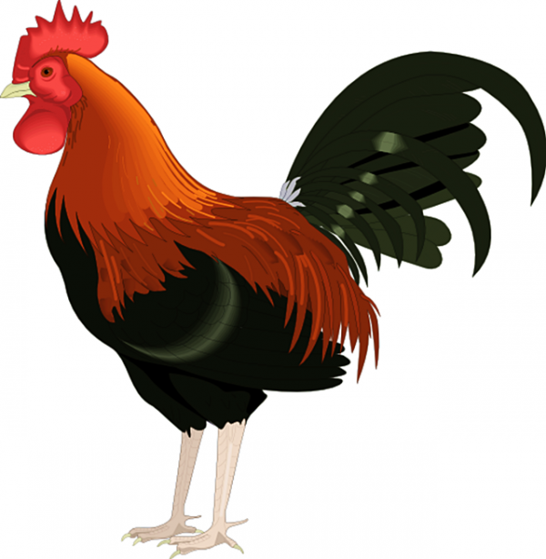 Detail Ayam Clip Art Nomer 5