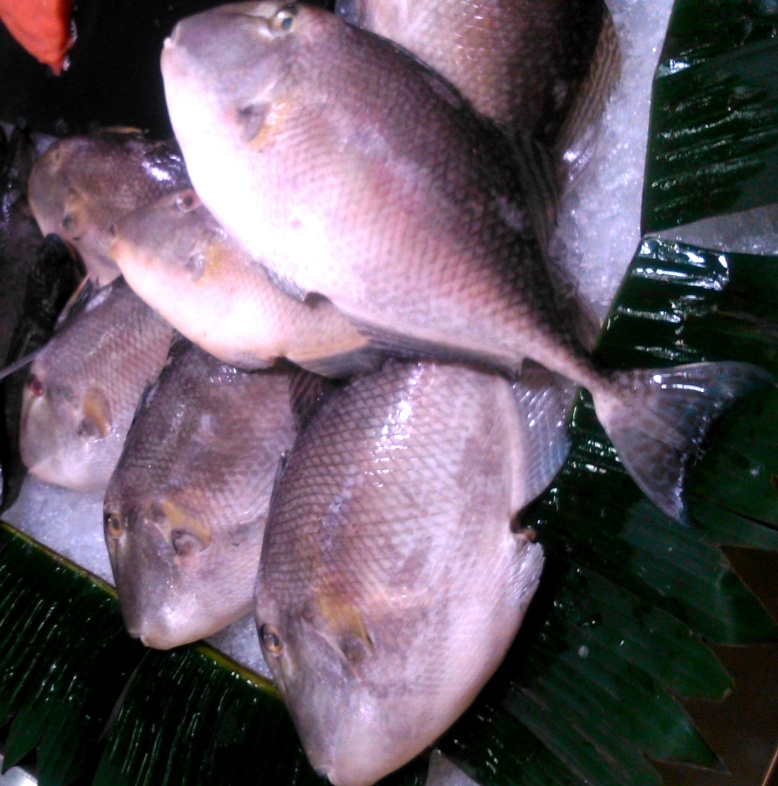 Detail Ayam Dan Ikan Nomer 33