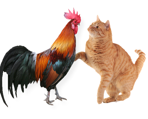 Detail Ayam Dan Kucing Nomer 10