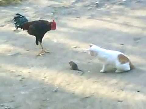Ayam Dan Kucing - KibrisPDR