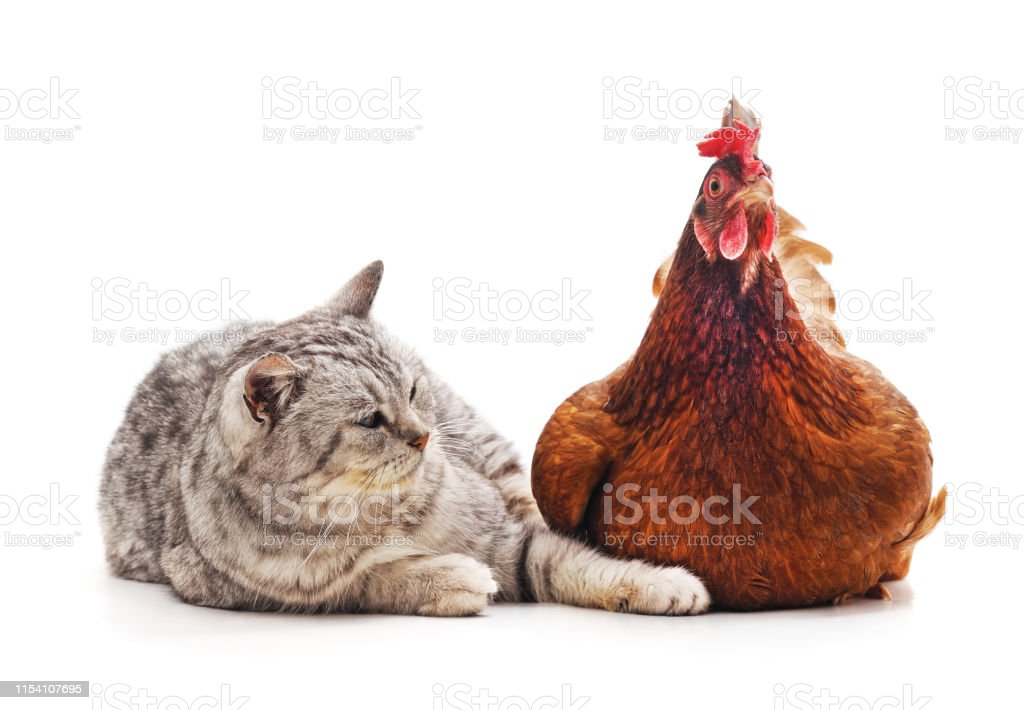 Download Ayam Dan Kucing Nomer 35