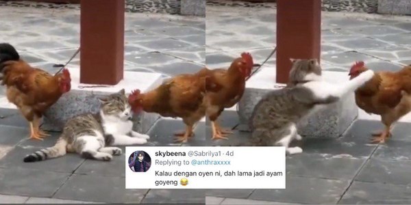 Detail Ayam Dan Kucing Nomer 44