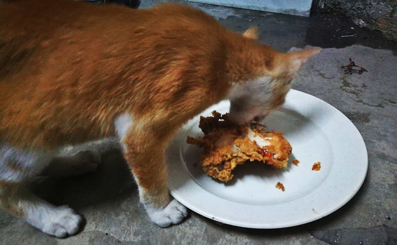 Detail Ayam Dan Kucing Nomer 46