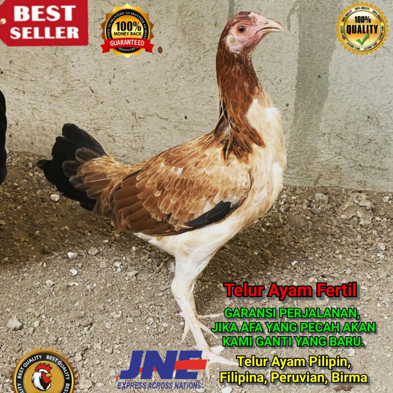 Detail Ayam Filipin Betina Nomer 35