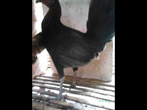 Detail Ayam Filipin Betina Nomer 8