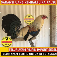 Detail Ayam Filipina Segel Nomer 24