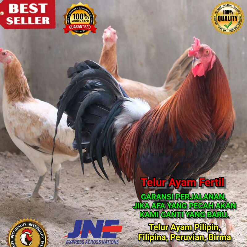 Detail Ayam Filipina Segel Nomer 56