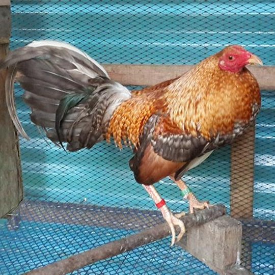 Detail Ayam Filipina Segel Nomer 7