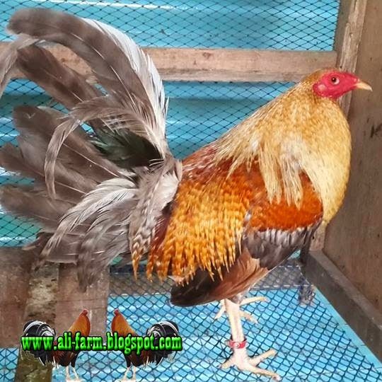 Detail Ayam Filipina Segel Nomer 10