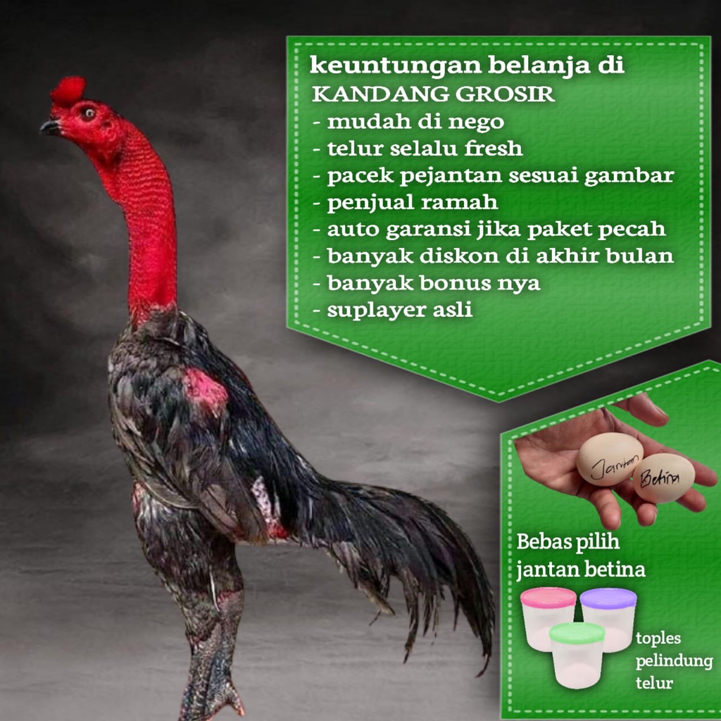 Detail Ayam Ganoi Ori Nomer 23