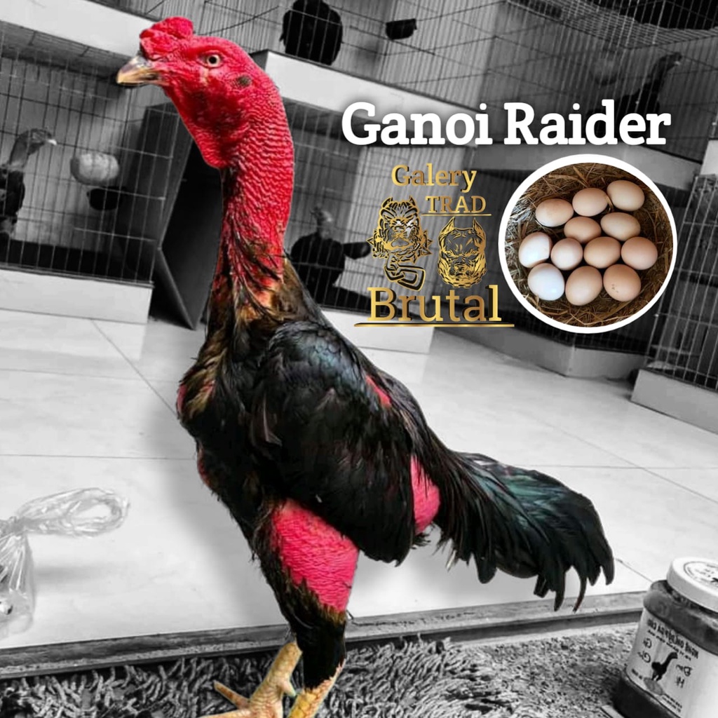 Detail Ayam Ganoi Ori Nomer 46