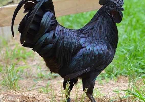 Detail Ayam Hitam Putih Nomer 26